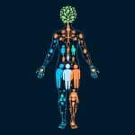 List of Female Hormones: Understanding What Makes Harmony Possible in Our Bodies